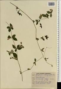 Blepharis integrifolia (L. fil.) E. Mey. & Drege, Зарубежная Азия (ASIA) (Индия)