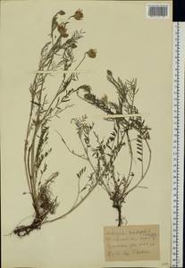 Астрагал эспарцетный L., Восточная Европа, Северо-Украинский район (E11) (Украина)