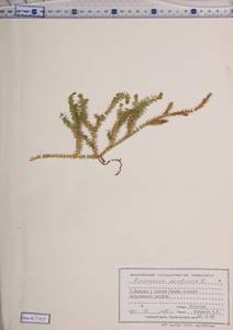 Spinulum annotinum subsp. annotinum, Сибирь, Центральная Сибирь (S3) (Россия)