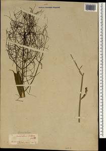 Anethum foeniculum L., Зарубежная Азия (ASIA) (Япония)