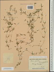 Vicia parviflora Cav., Крым (KRYM) (Россия)