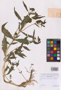 Череда поникающая, Череда поникшая L., Восточная Европа, Московская область и Москва (E4a) (Россия)