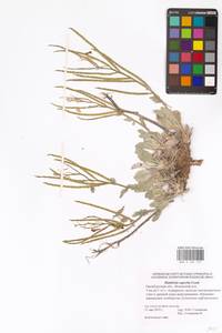 Левкой великолепный Conti, Восточная Европа, Восточный район (E10) (Россия)