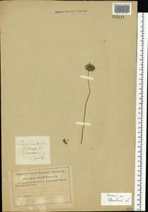 Букашник горный L., Восточная Европа, Центральный лесной район (E5) (Россия)