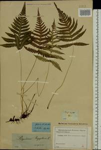 Фегоптерис связывающий, Буковник обыкновенный (Michx.) Watt, Восточная Европа, Северо-Западный район (E2) (Россия)