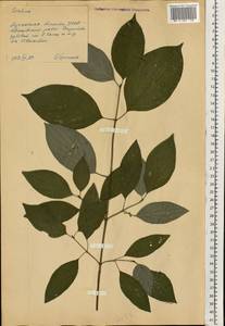 Кизил, Восточная Европа, Северо-Украинский район (E11) (Украина)