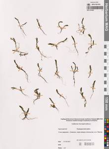 Болотник обоеполый L., Сибирь, Чукотка и Камчатка (S7) (Россия)