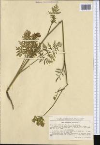 Silphiodaucus prutenicus subsp. prutenicus, Западная Европа (EUR) (Румыния)