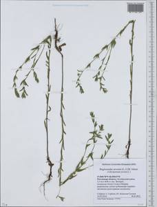 Буглосоидес полевой, Воробейник полевой (L.) I.M.Johnst., Восточная Европа, Ростовская область (E12a) (Россия)