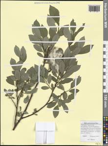 Ива шелковистая Goerz, Кавказ, Ставропольский край, Карачаево-Черкесия, Кабардино-Балкария (K1b) (Россия)