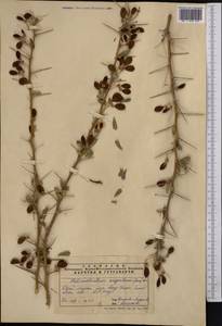 Caragana halodendron (Pall.) Dum.Cours., Средняя Азия и Казахстан, Каракумы (M6) (Туркмения)