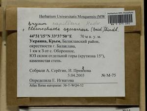 Rosulabryum capillare (Hedw.) J.R. Spence, Гербарий мохообразных, Мхи - Крым (B3a) (Россия)