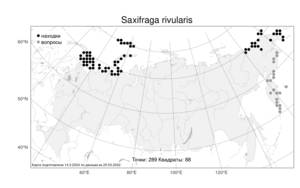 Saxifraga rivularis, Камнеломка ручейная L., Атлас флоры России (FLORUS) (Россия)