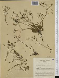 Chondrilla chondrilloides (Ard.) H. Karst., Западная Европа (EUR) (Италия)