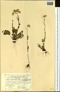 Пепельник тундровый (Tolm.) B. Nord., Сибирь, Центральная Сибирь (S3) (Россия)