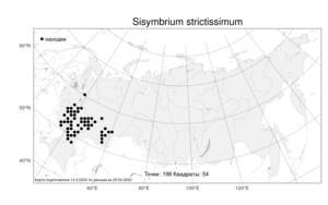 Sisymbrium strictissimum, Гулявник прямой L., Атлас флоры России (FLORUS) (Россия)