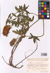 Клевер венгерский Jacq., Восточная Европа, Западно-Украинский район (E13) (Украина)