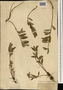 Ива сизая Vill., Монголия (MONG) (Монголия)