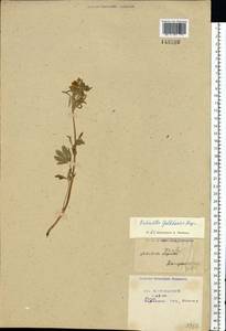 Potentilla thuringiaca subsp. goldbachii (Rupr.) Th. Wolf, Восточная Европа, Центральный район (E4) (Россия)