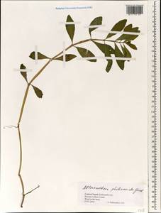 Alternanthera philoxeroides (Mart.) Griseb., Зарубежная Азия (ASIA) (Непал)