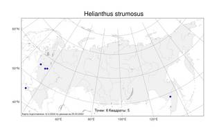 Helianthus strumosus, Подсолнечник желваковый L., Атлас флоры России (FLORUS) (Россия)