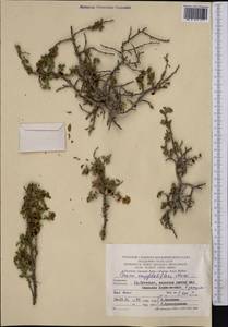 Prunus verrucosa Franch., Средняя Азия и Казахстан, Памир и Памиро-Алай (M2) (Туркмения)