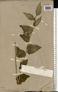 Колокольчик крапиволистный L., Восточная Европа, Восточный район (E10) (Россия)