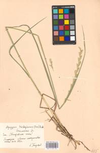 Thinopyrum intermedium subsp. intermedium, Восточная Европа, Нижневолжский район (E9) (Россия)