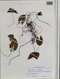 Кувшинка четырехгранная Georgi, Сибирь, Чукотка и Камчатка (S7) (Россия)