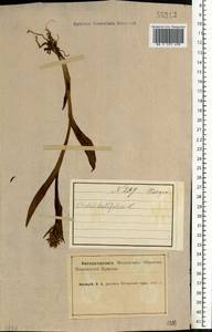 Пальчатокоренник мясо-красный (L.) Soó, Восточная Европа, Северный район (E1) (Россия)