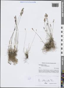 Мятлик оттянутый Trin., Сибирь, Алтай и Саяны (S2) (Россия)