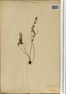 Pellaea ternifolia, Зарубежная Азия (ASIA) (Япония)