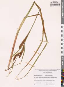 Осока пузыреватая Meinsh., Сибирь, Чукотка и Камчатка (S7) (Россия)
