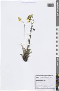 Oreomecon variegata (Tolm.) Krivenko, Сибирь, Центральная Сибирь (S3) (Россия)
