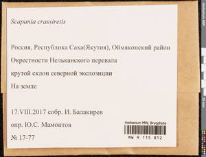 Scapania crassiretis Bryhn, Гербарий мохообразных, Мхи - Якутия (B19) (Россия)