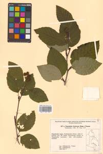 Alnus duschekia × fruticosa, Сибирь, Чукотка и Камчатка (S7) (Россия)