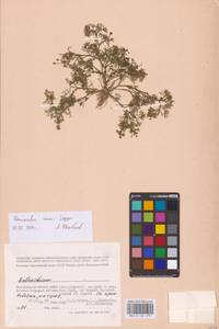 Лютик Риона, Шелковник Риона Lagger, Восточная Европа, Нижневолжский район (E9) (Россия)