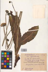 Trommsdorffia maculata subsp. maculata, Восточная Европа, Нижневолжский район (E9) (Россия)