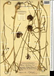 Лук черно-фиолетовый Boiss., Кавказ, Черноморское побережье (от Новороссийска до Адлера) (K3) (Россия)