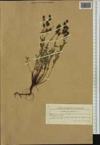 Hypericum rumeliacum, Западная Европа (EUR) (Румыния)