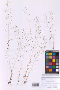 Крупка дубравная L., Восточная Европа, Московская область и Москва (E4a) (Россия)