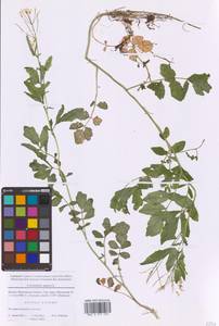 Сердечник горький L., Восточная Европа, Московская область и Москва (E4a) (Россия)