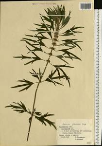 Пустырник сизоватый Bunge, Восточная Европа, Центральный лесостепной район (E6) (Россия)