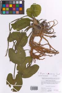 Nuphar × spenneriana Gaudin, Восточная Европа, Московская область и Москва (E4a) (Россия)
