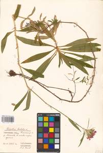 Гвоздика бородатая L., Восточная Европа, Московская область и Москва (E4a) (Россия)