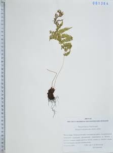 Телиптерис болотный Schott, Сибирь, Дальний Восток (S6) (Россия)