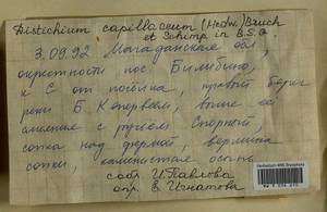 Distichium capillaceum (Hedw.) Bruch & Schimp., Гербарий мохообразных, Мхи - Чукотка и Камчатка (B21) (Россия)