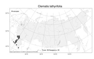 Clematis lathyrifolia, Ломонос чинолистный Besser ex Rchb., Атлас флоры России (FLORUS) (Россия)