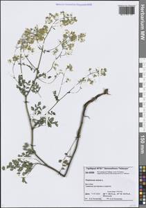 Bасилисник малый L., Сибирь, Центральная Сибирь (S3) (Россия)