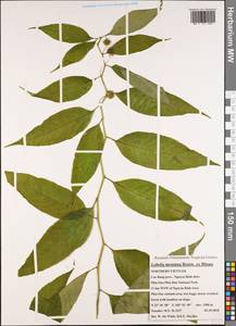 Lobelia montana Reinw. ex Blume, Зарубежная Азия (ASIA) (Вьетнам)